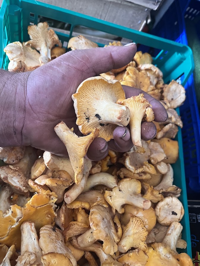 Huerta Xavier Amat en San Andrés de Llavaneras